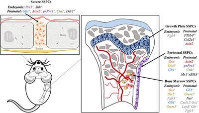 Differential regulation of skeletal stem/progenitor cells in distinct skeletal compartments